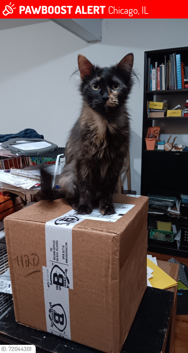 Lost Female Cat last seen Woolcot and 21st street, Chicago, IL 60608