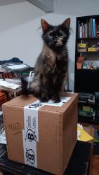 Lost Female Cat last seen Woolcot and 21st street, Chicago, IL 60608
