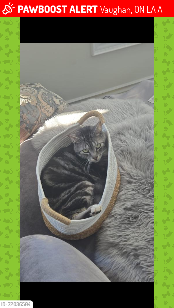 Lost Male Cat last seen major mackenzie and via romano, Vaughan, ON L6A 2A2