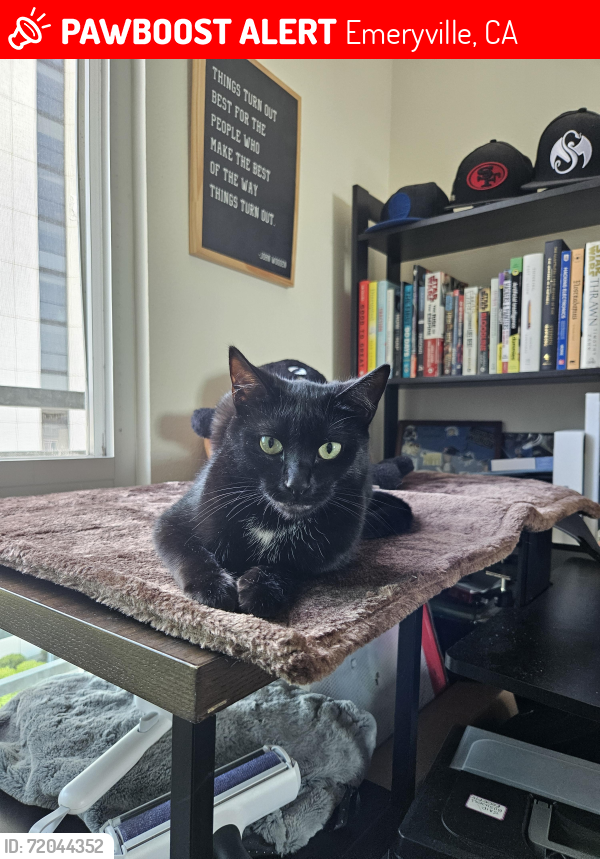 Lost Female Cat last seen Black Diamond Cafe (Christie Ave b/w 63 + 64), Emeryville, CA 94608