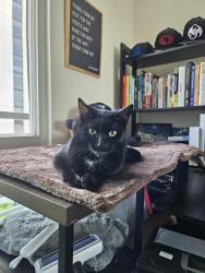 Lost Female Cat last seen Black Diamond Cafe (Christie Ave b/w 63 + 64), Emeryville, CA 94608