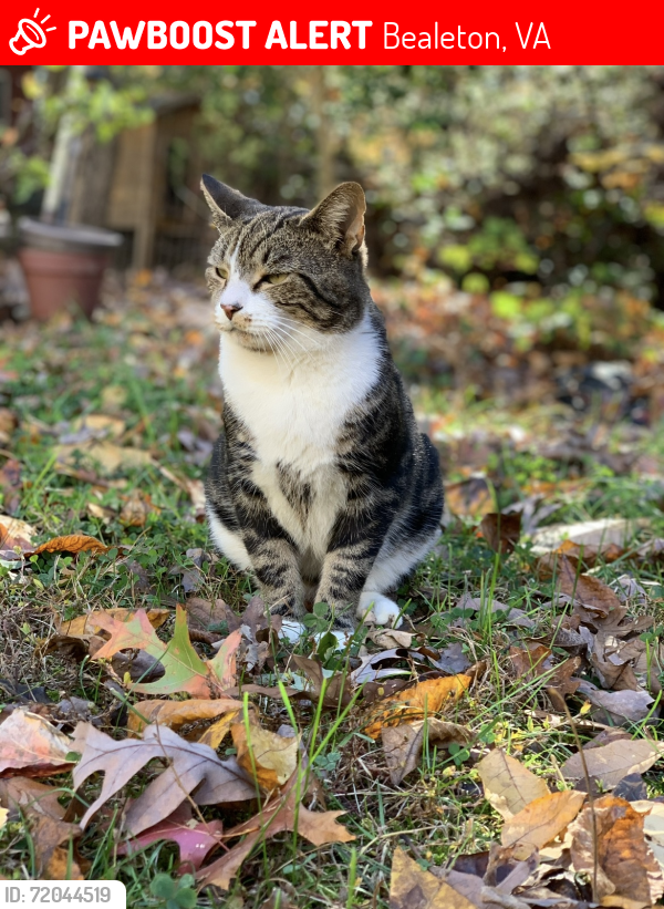 Lost Male Cat last seen Goldmine road, Bealeton, VA 22712