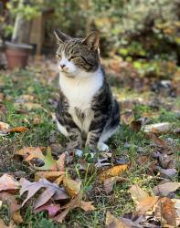 Lost Male Cat last seen Goldmine road, Bealeton, VA 22712