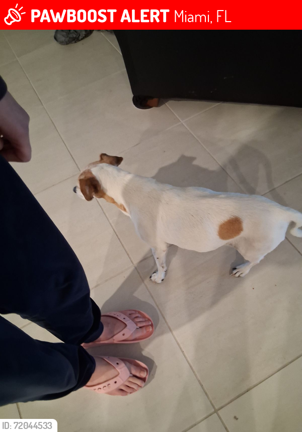 Lost Female Dog last seen Near SW 107th Ave & Tamiami Trl, Miami, FL  33174, Miami, FL 33174