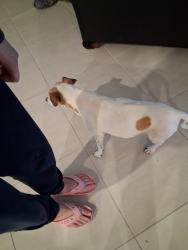Lost Female Dog last seen Near SW 107th Ave & Tamiami Trl, Miami, FL  33174, Miami, FL 33174
