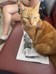 Lost Female Cat last seen Near Westmont Way West, Seattle, WA, 98119, Seattle, WA 98199