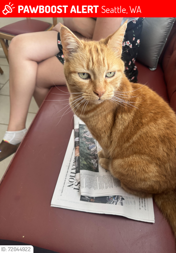 Lost Female Cat last seen Near Westmont Way West, Seattle, WA, 98119, Seattle, WA 98199