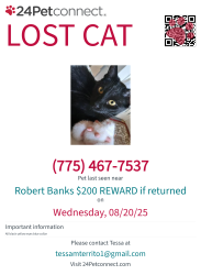 Lost Male Cat last seen Robert Banks blvd, Spanish Springs, NV 89436
