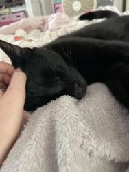 Lost Male Cat last seen Yankee Lake Road, Mamakating, NY 12790