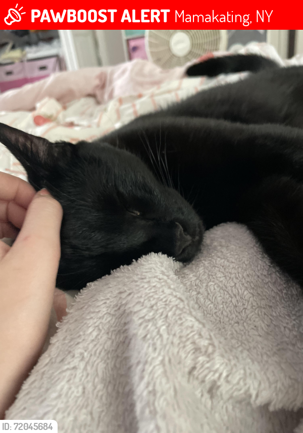 Lost Male Cat last seen Yankee Lake Road, Mamakating, NY 12790
