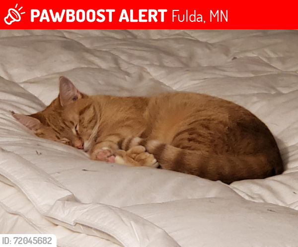 Lost Female Cat last seen Fulda High School , Fulda, MN 56131