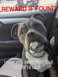 Lost Male Dog last seen Santee Dr, Panama City, FL 32404