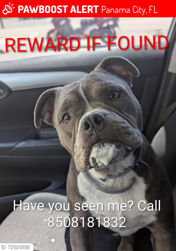 Lost Male Dog last seen Santee Dr, Panama City, FL 32404