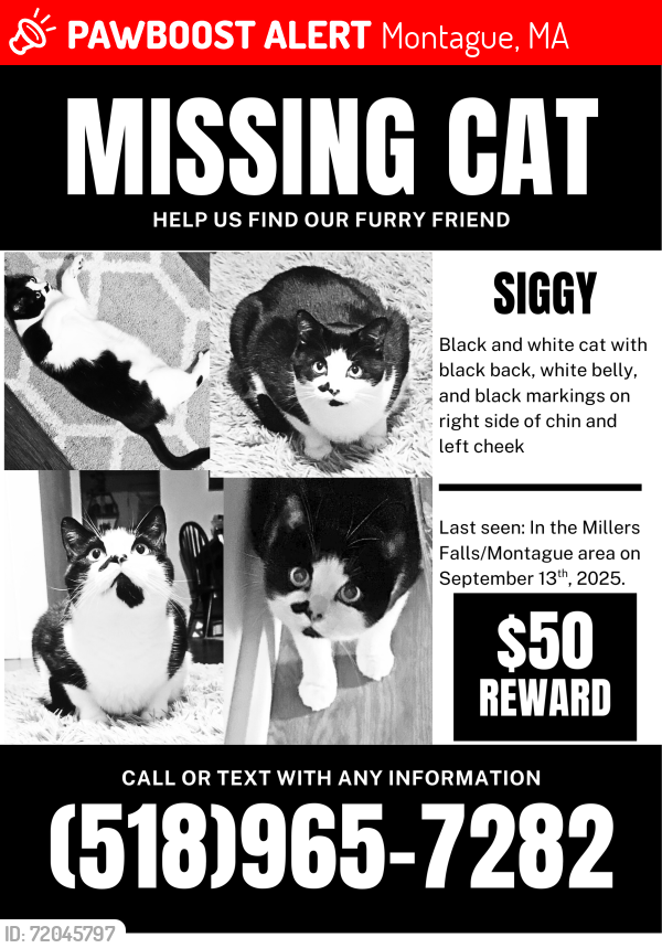 Lost Male Cat last seen south prospect street, Montague, MA 01349