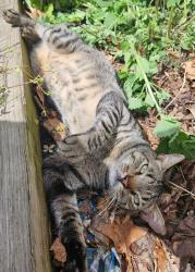 Lost Male Cat last seen Cowesett rd, Warwick, RI 02886