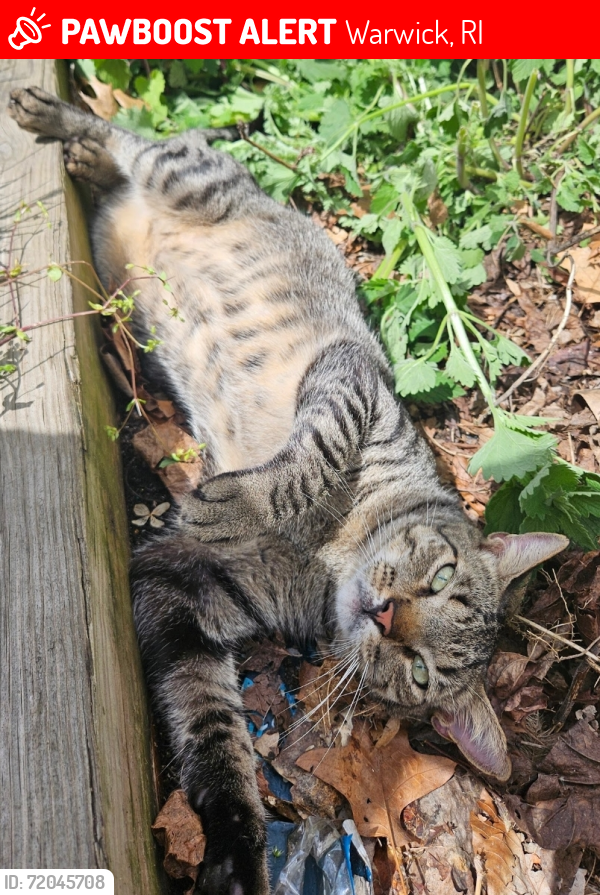 Lost Male Cat last seen Cowesett rd, Warwick, RI 02886