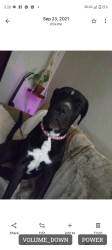 Lost Female Dog last seen Gunther and menifee, Nuevo, CA 92567