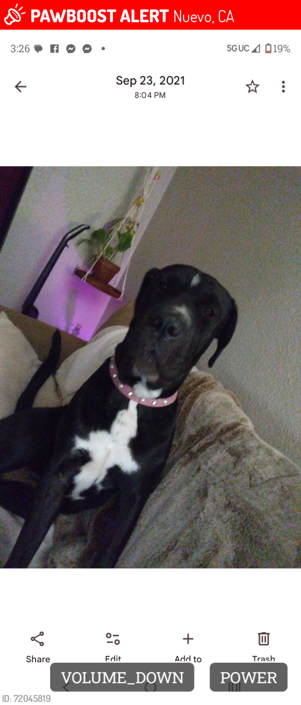 Lost Female Dog last seen Gunther and menifee, Nuevo, CA 92567