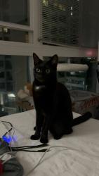 Reunited Female Cat last seen Near Christie Ave, Emeryville, CA 94608, USA, Emeryville, CA 94608
