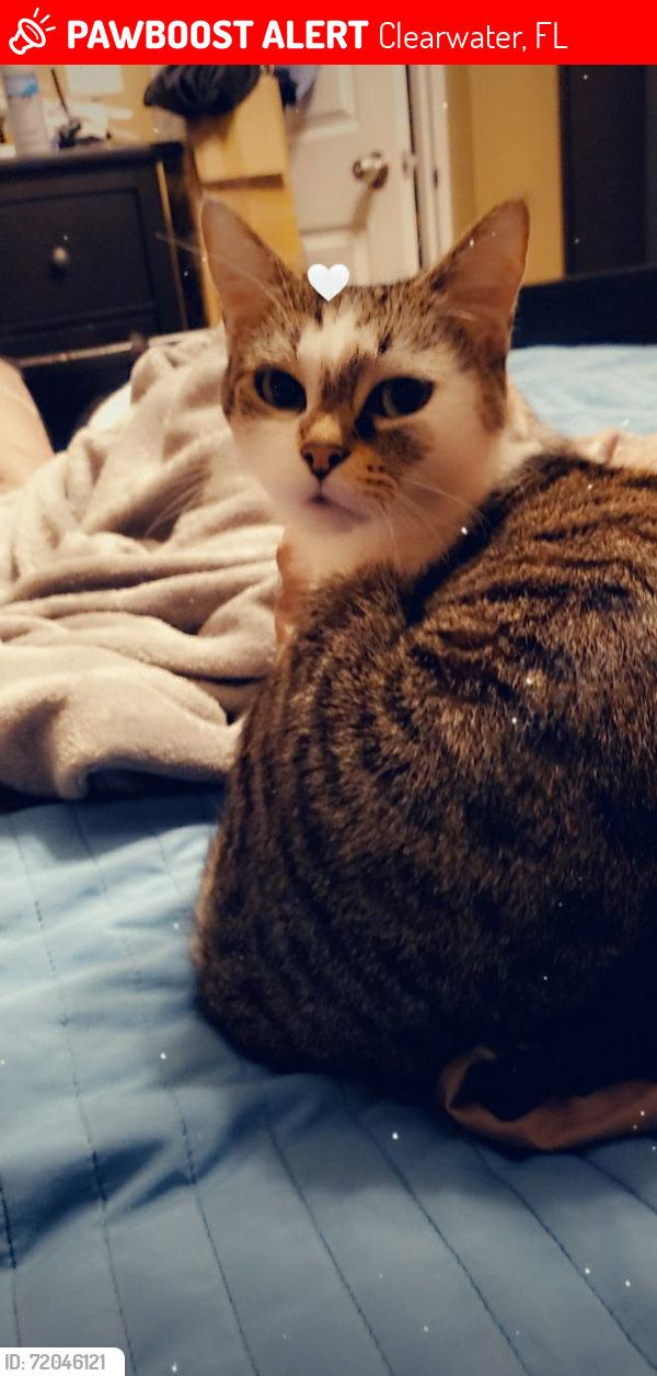 Lost Female Cat last seen Gulf to bay , Clearwater, FL 33764