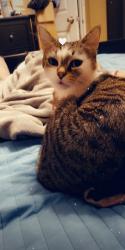 Lost Female Cat last seen Gulf to bay , Clearwater, FL 33764