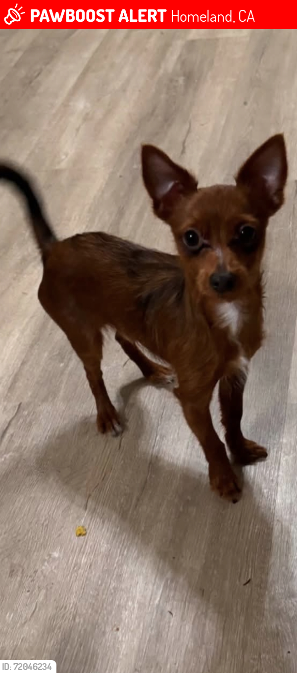 Lost Male Dog last seen Allen , Homeland, CA 92548