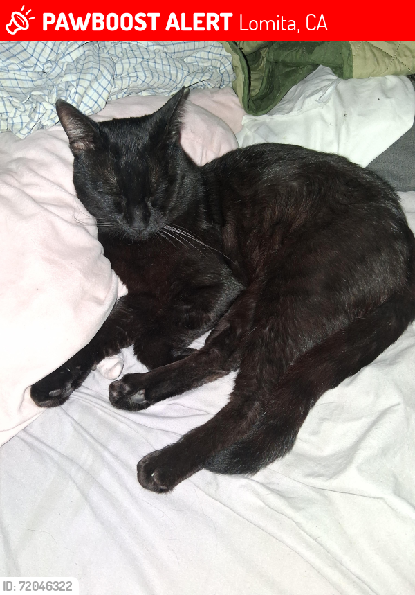 Lost Male Cat last seen  lomita park 240th st in-between eshelman and walnut n Ave and walnut , Lomita, CA 90717