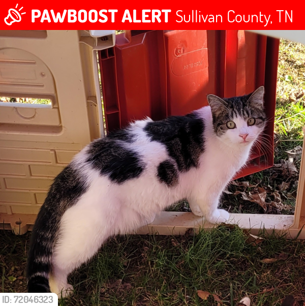 Lost Female Cat last seen Gunnings Ave, Sullivan County, TN 37617