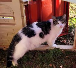 Lost Female Cat last seen Gunnings Ave, Sullivan County, TN 37617