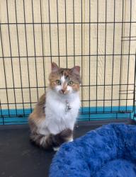 Lost Female Cat last seen Highway 5 West and Woodhill Rd , Hamilton, ON L0R 2B0