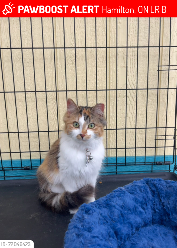 Lost Female Cat last seen Highway 5 West and Woodhill Rd , Hamilton, ON L0R 2B0