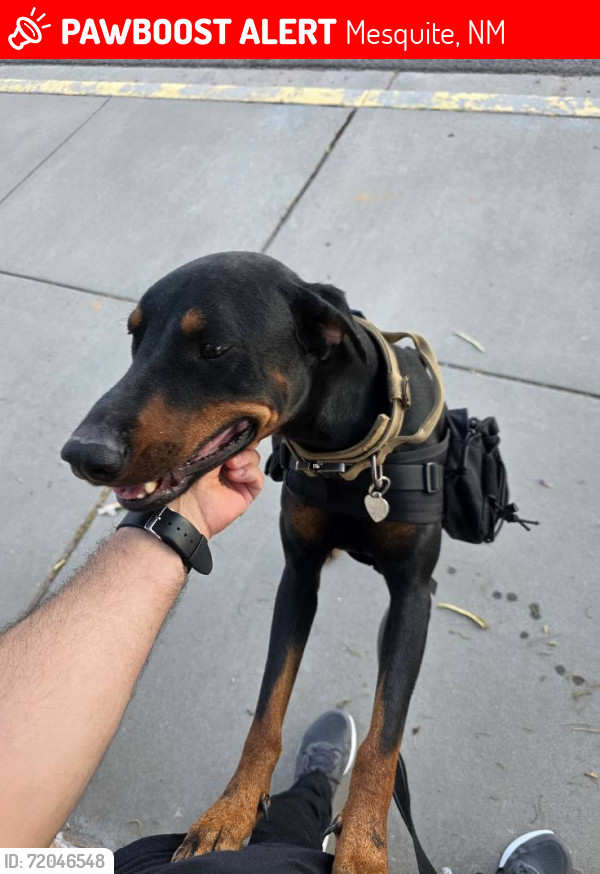 Lost Male Dog last seen Near Vargas St, Berino New Mexico, Mesquite, NM 88048