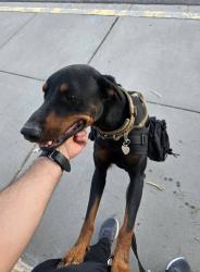 Lost Male Dog last seen Near Vargas St, Berino New Mexico, Mesquite, NM 88048