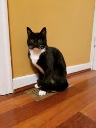 Lost Female Cat last seen Near Crown street, Vancouver, BC, Vancouver, BC V6S 2K5