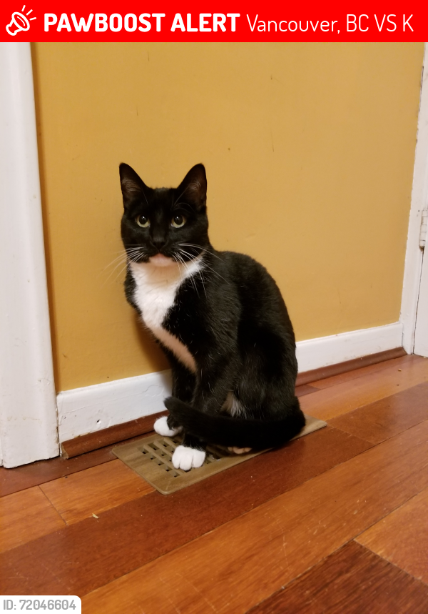 Lost Female Cat last seen Near Crown street, Vancouver, BC, Vancouver, BC V6S 2K5