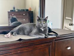 Lost Female Cat last seen Lincoln and Camino Encantadas Rd. Rio Rancho, NM 87144, Rio Rancho, NM 87144
