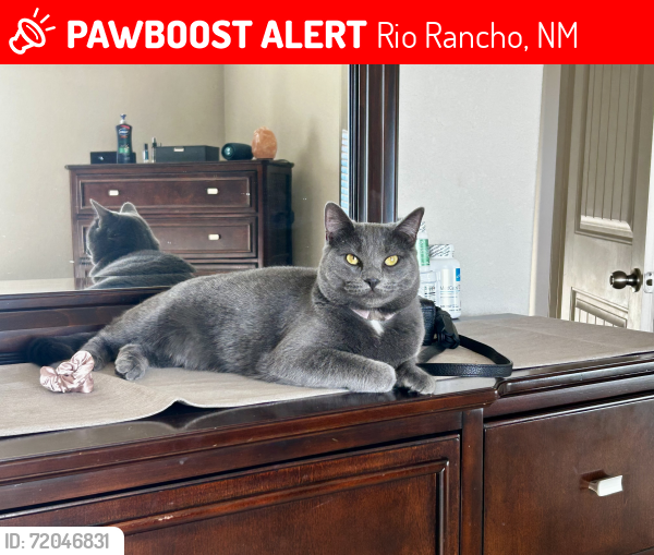 Lost Female Cat last seen Lincoln and Camino Encantadas Rd. Rio Rancho, NM 87144, Rio Rancho, NM 87144