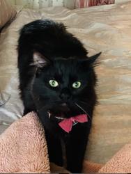 Lost Female Cat last seen Near & Oakland pk blvd , Fort Lauderdale, FL 33306