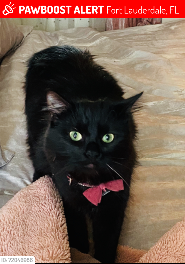 Lost Female Cat last seen Near & Oakland pk blvd , Fort Lauderdale, FL 33306