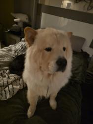 Lost Male Dog last seen Cooper rd, Conroe, TX 77302