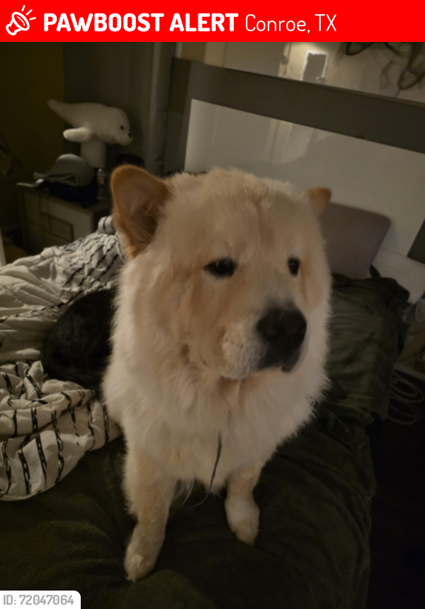 Lost Male Dog last seen Cooper rd, Conroe, TX 77302