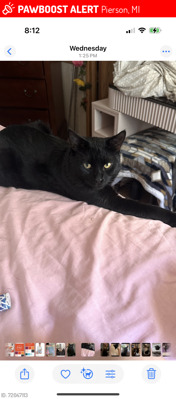 Lost Male Cat last seen Pierson rd and bass lake, Pierson, MI 49339