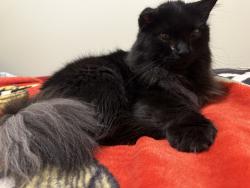 Lost Male Cat last seen Windsor veterinary clinic, Windsor, ME 04363