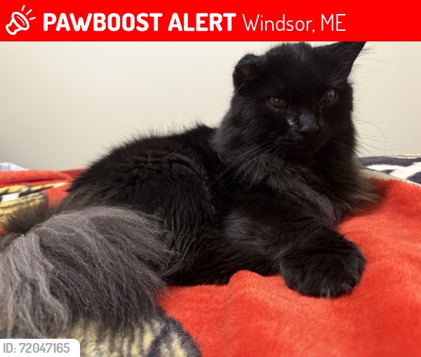 Lost Male Cat last seen Windsor veterinary clinic, Windsor, ME 04363