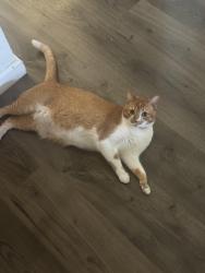Lost Female Cat last seen Near San Pablo Dam Rd El Sobrante CA 94803 Estados Unidos, El Sobrante, CA 94803