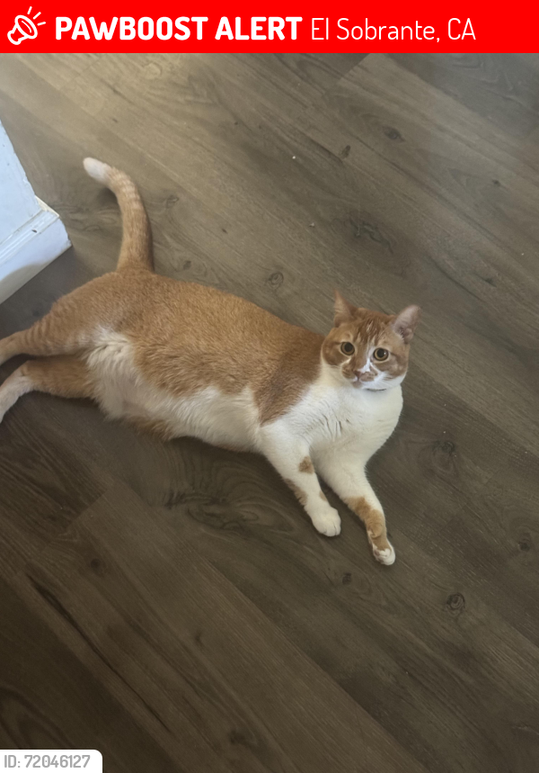 Lost Female Cat last seen Near San Pablo Dam Rd El Sobrante CA 94803 Estados Unidos, El Sobrante, CA 94803