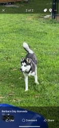 Lost Female Dog last seen N popular in central city by citco and down town Centralia , Centralia, IL 62801