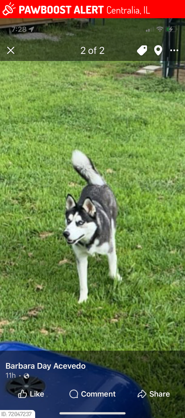 Lost Female Dog last seen N popular in central city by citco and down town Centralia , Centralia, IL 62801