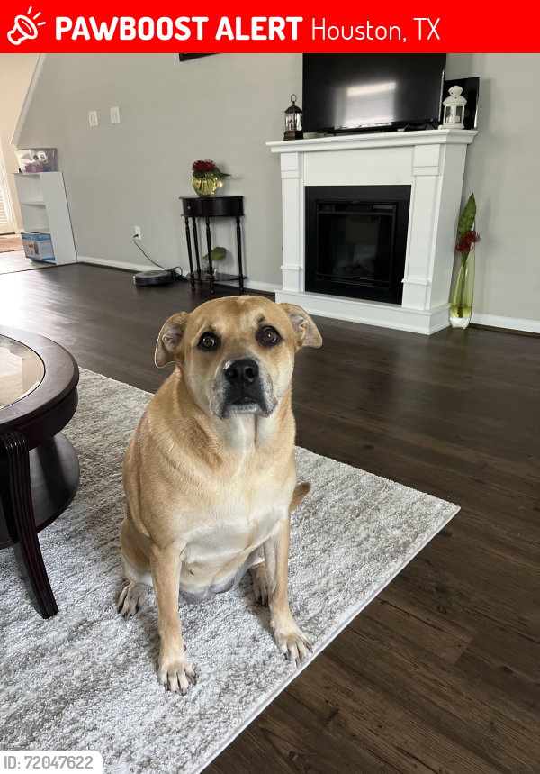 Lost Female Dog last seen Near Acaciawood Way, Houston, TX 77051