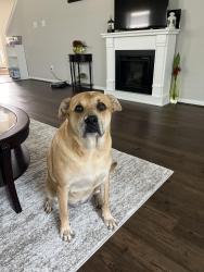 Lost Female Dog last seen Near Acaciawood Way, Houston, TX 77051
